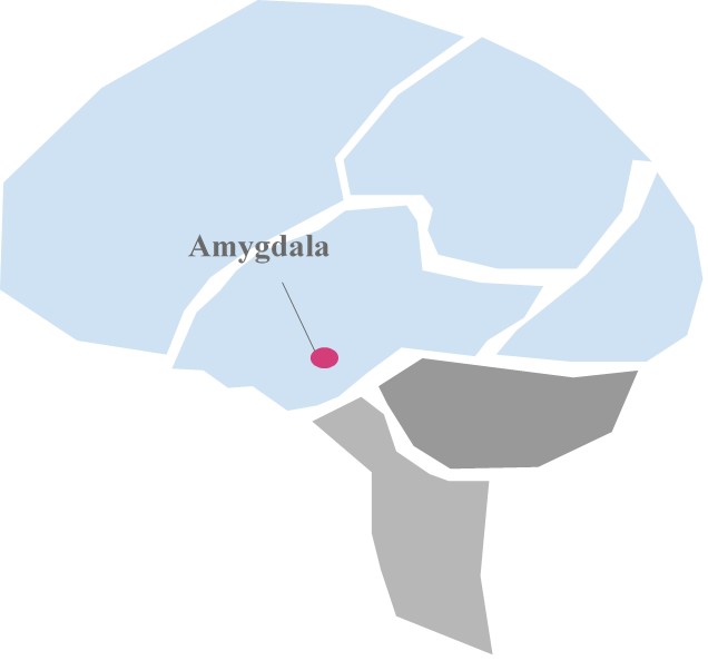 amygdala fight or flight