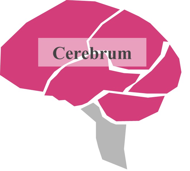 Cerebrum part of the brain