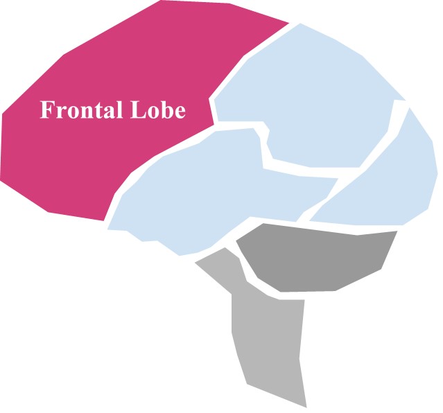 frontal lobe figures things out