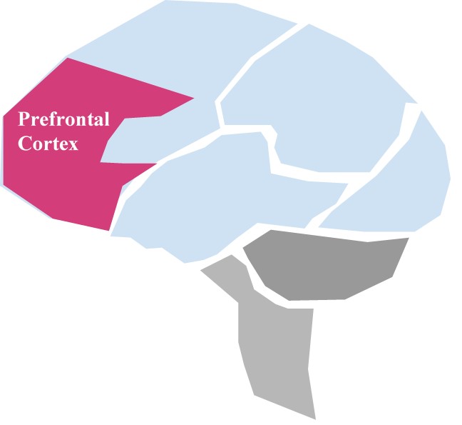 prefrontal cortex - decision making brain